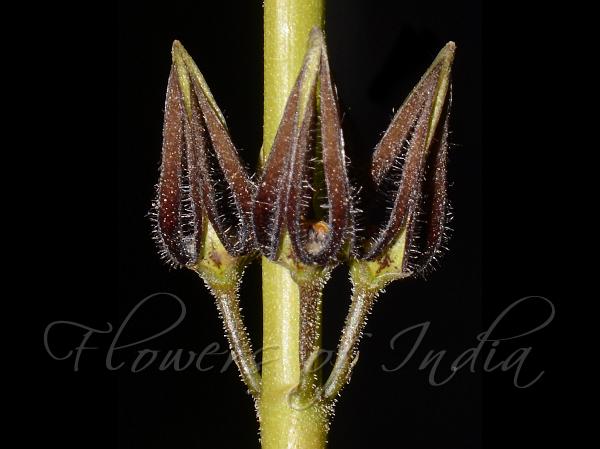 Malwan Ceropegia